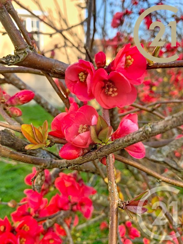 maison à vendre - 5 pièces - 105.49 m2 - VILLE ST JACQUES - 77 - ILE-DE-FRANCE - Century 21 Agence Notre-Dame